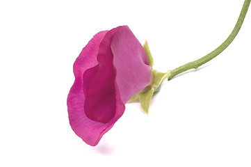 Image showing bean. flower