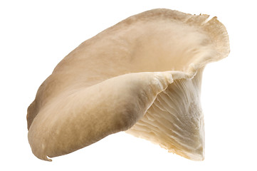 Image showing mushroom