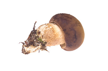 Image showing wild mushroom. isolated