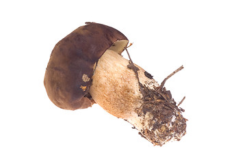 Image showing wild mushroom. isolated