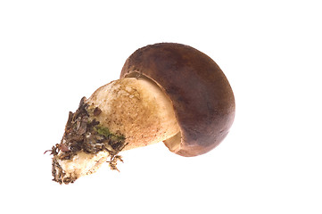 Image showing wild mushroom. isolated