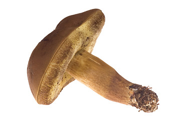 Image showing wild mushroom. isolated