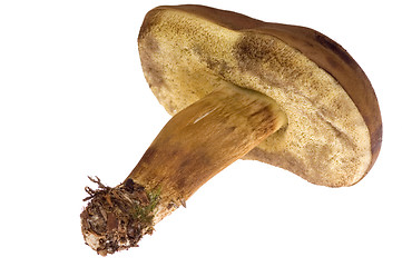 Image showing wild mushroom. isolated