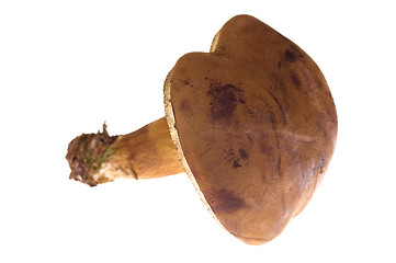 Image showing wild mushroom. isolated