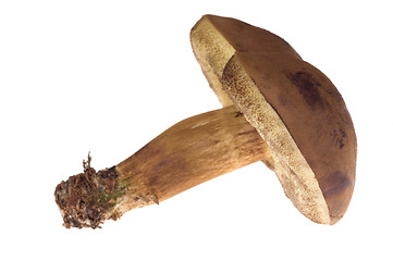 Image showing wild mushroom. isolated