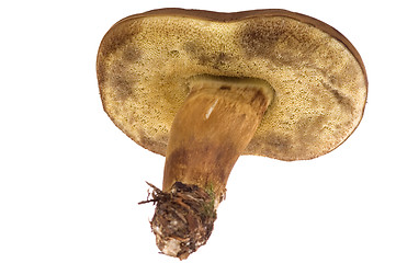 Image showing wild mushroom. isolated
