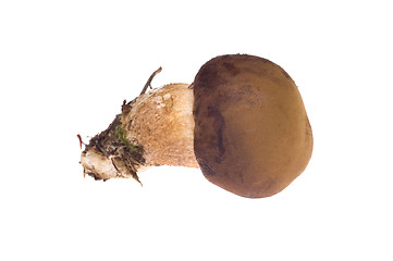 Image showing wild mushroom. isolated