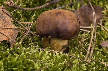 Image showing wild mushroom in the moss