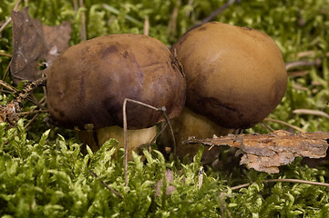 Image showing wild mushroom in the moss