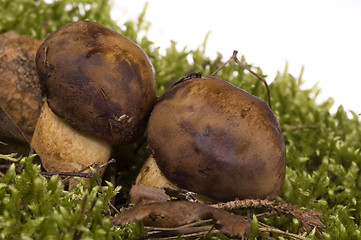 Image showing wild mushroom in the moss