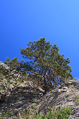 Image showing Pine on the rock