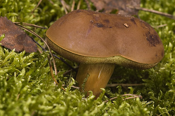 Image showing wild mushroom in the moss