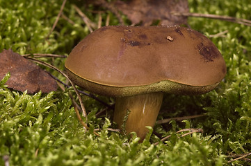 Image showing wild mushroom in the moss