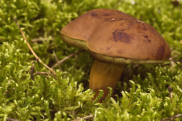 Image showing wild mushroom in the moss