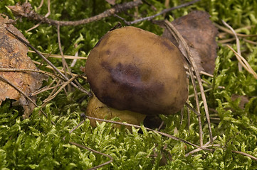 Image showing wild mushroom in the moss