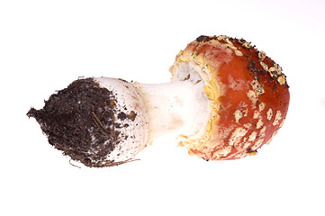 Image showing wild mushroom. isolated