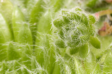 Image showing cactus. detail