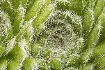 Image showing cactus. detail