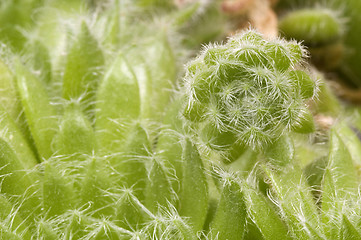 Image showing cactus. detail