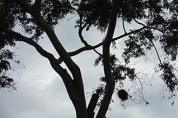 Image showing tree in silhouette