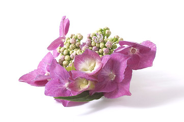 Image showing purple hydrangea