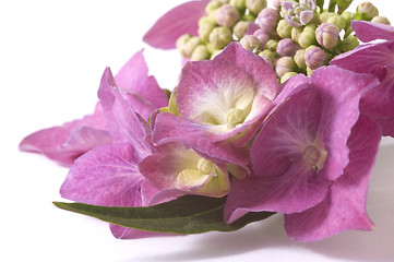 Image showing purple hydrangea