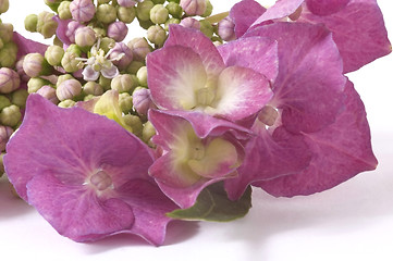 Image showing purple hydrangea