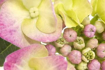 Image showing purple hydrangea