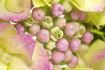 Image showing purple hydrangea