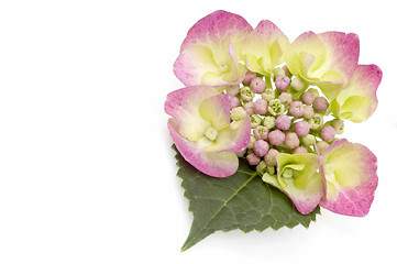 Image showing purple hydrangea