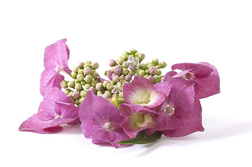 Image showing purple hydrangea