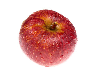 Image showing isolated paradise. red apple on the branch