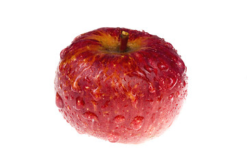 Image showing isolated paradise. red apple on the branch