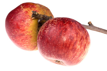 Image showing isolated paradise. red apple on the branch