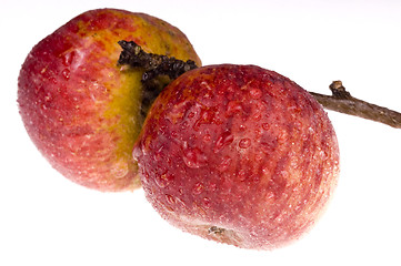 Image showing isolated paradise. red apple on the branch