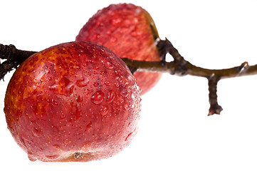 Image showing isolated paradise. red apple on the branch