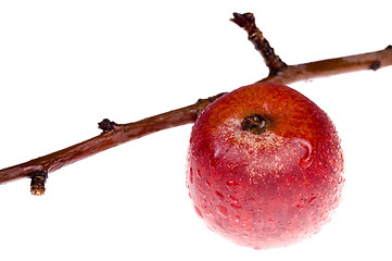 Image showing isolated paradise. red apple on the branch