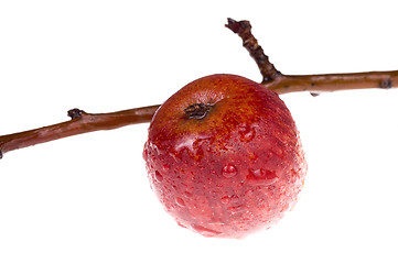 Image showing isolated paradise. red apple on the branch