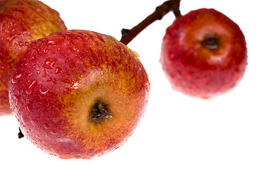 Image showing isolated paradise. red apple on the branch