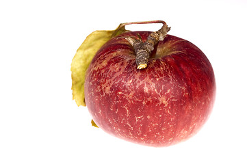 Image showing isolated paradise. red apple on the branch