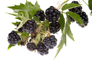 Image showing blackberry brunch