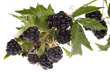 Image showing blackberry brunch