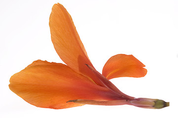 Image showing orange canna