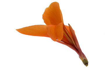 Image showing orange canna