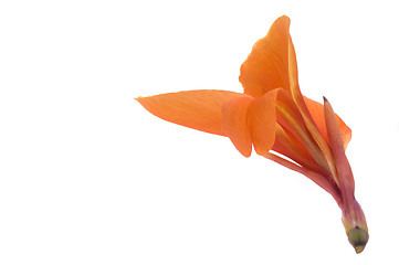 Image showing orange canna