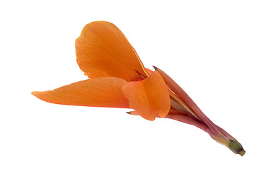 Image showing orange canna