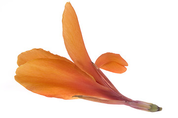 Image showing orange canna