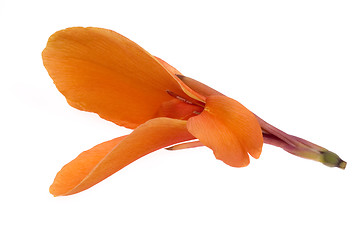 Image showing orange canna