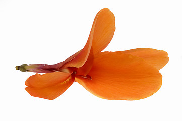 Image showing orange canna