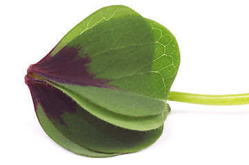 Image showing clover